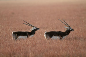 Two blackbuck antelopes, native to India, standing a field of yellowish grass in the early morning light