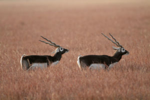 <p>Two blackbucks, a species of antelope native to the Indian subcontinent. Today, it is mostly restricted to protected areas. (Image: Alamy)</p>