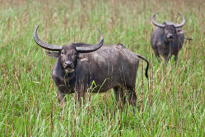 <p>Wild water buffaloes in Kaziranga National Park, India (Image: Nigel Pavitt / Alamy)</p>