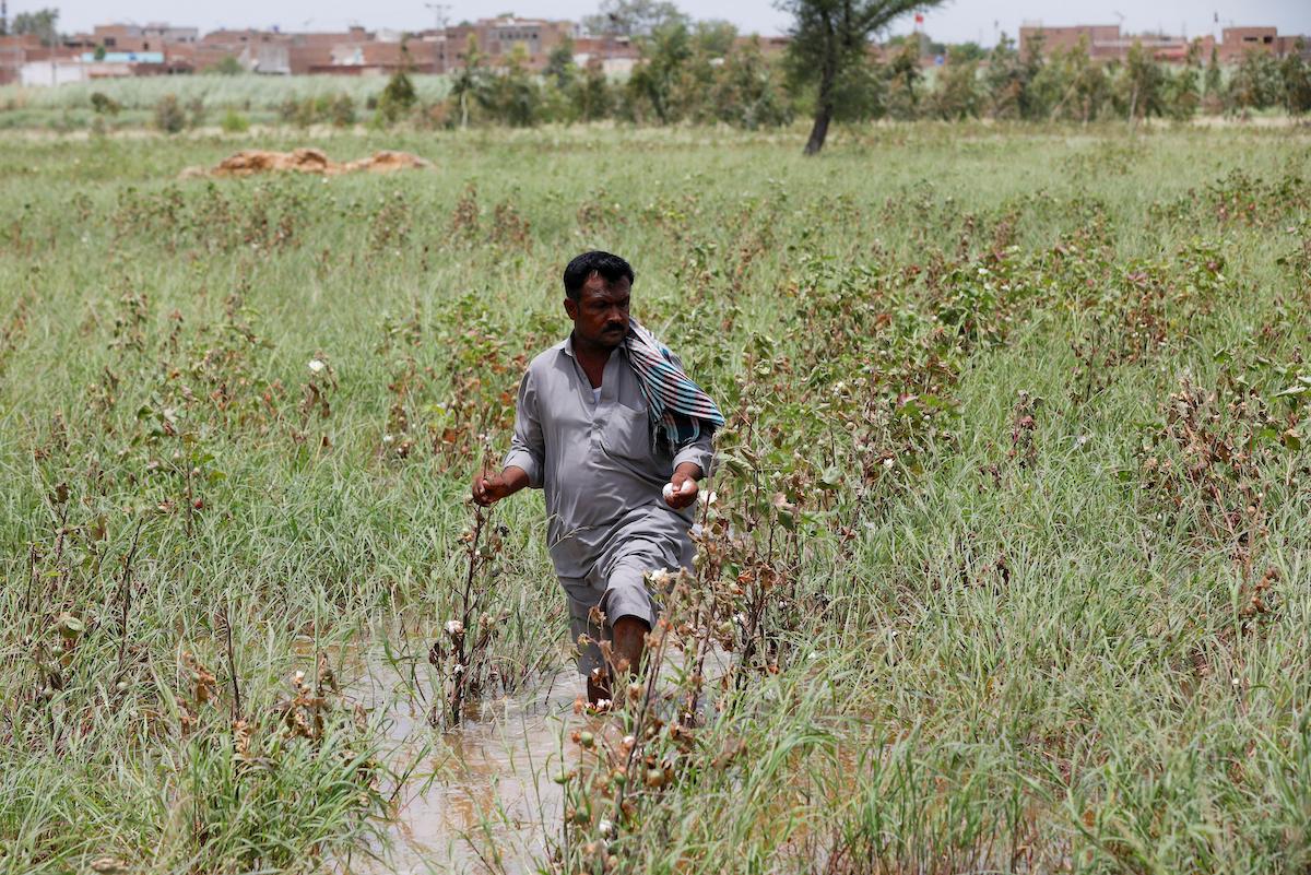 a farmer inspects his damaged cotton field, during the monsoon season in Pakistan