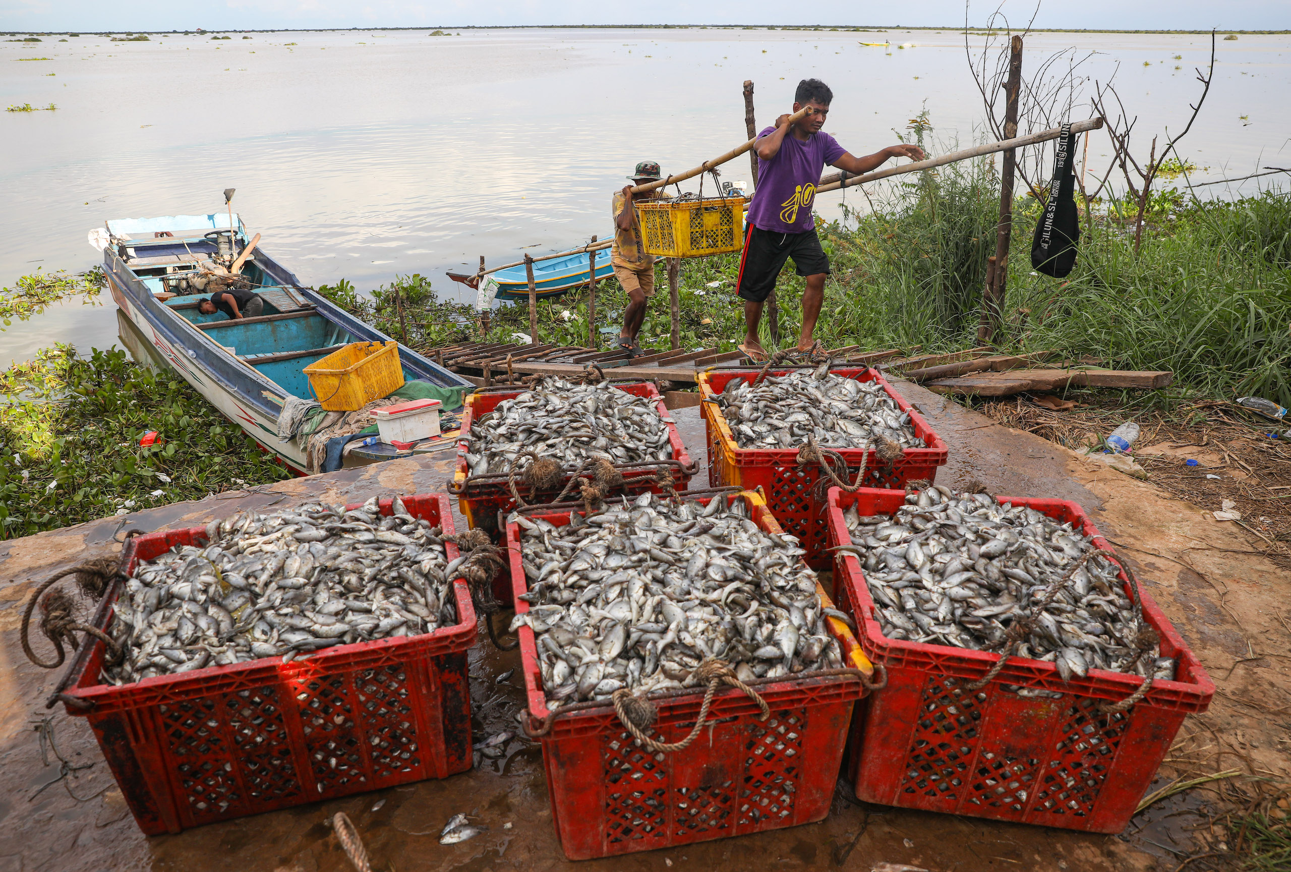 A morning’s worth of fish is unloaded onto the shores of Kampong Khleang