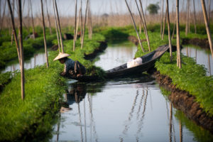 <p>Floating agriculture at Inle Lake in Myanmar (Image: Alex Treadway/ICIMOD)</p>