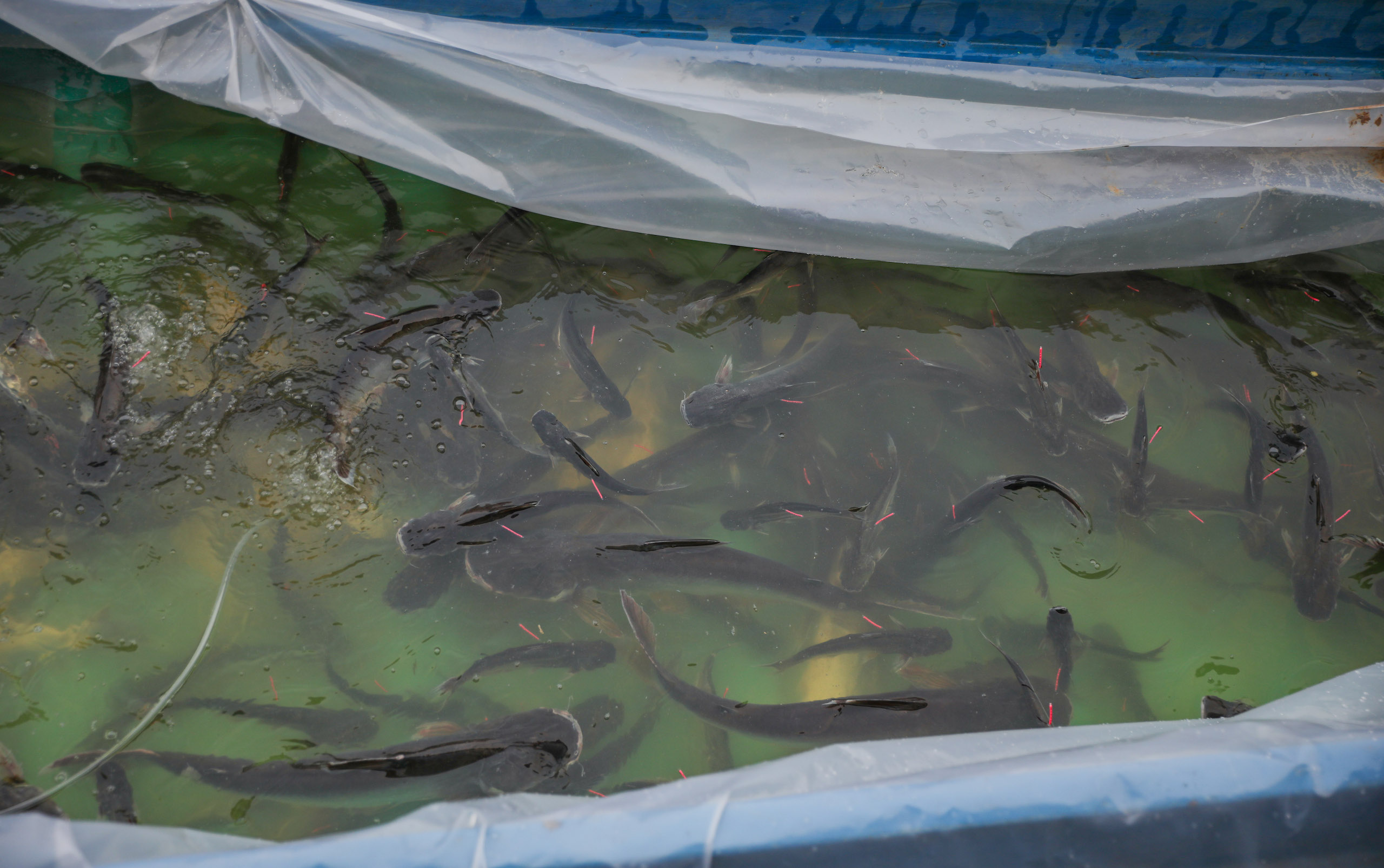 largest ever fish release on Tonle Sap Lake