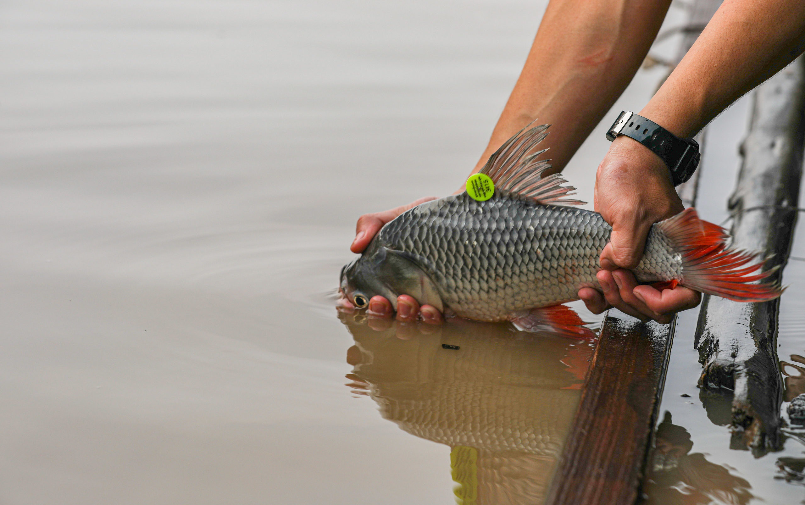 largest ever fish release on Tonle Sap Lake