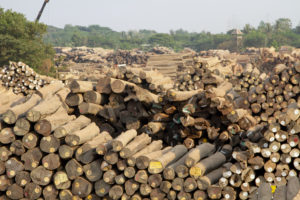 <p>Teak cut from Myanmar’s forests awaits export. Since the imposition of sanctions in 2021, import of Myanmar teak to the United States is supposed to be prohibited. (Image: Environmental Investigation Agency UK)</p>