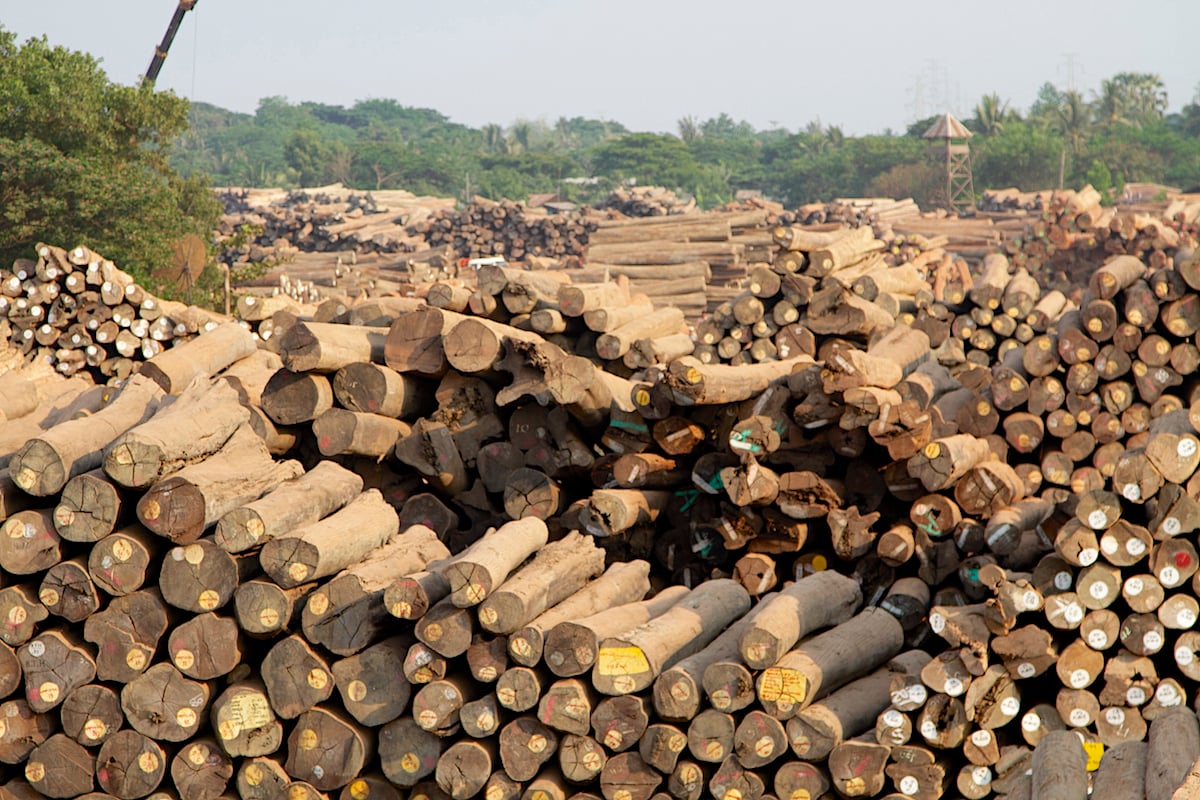 Teak cut from Myanmar’s forests awaits export