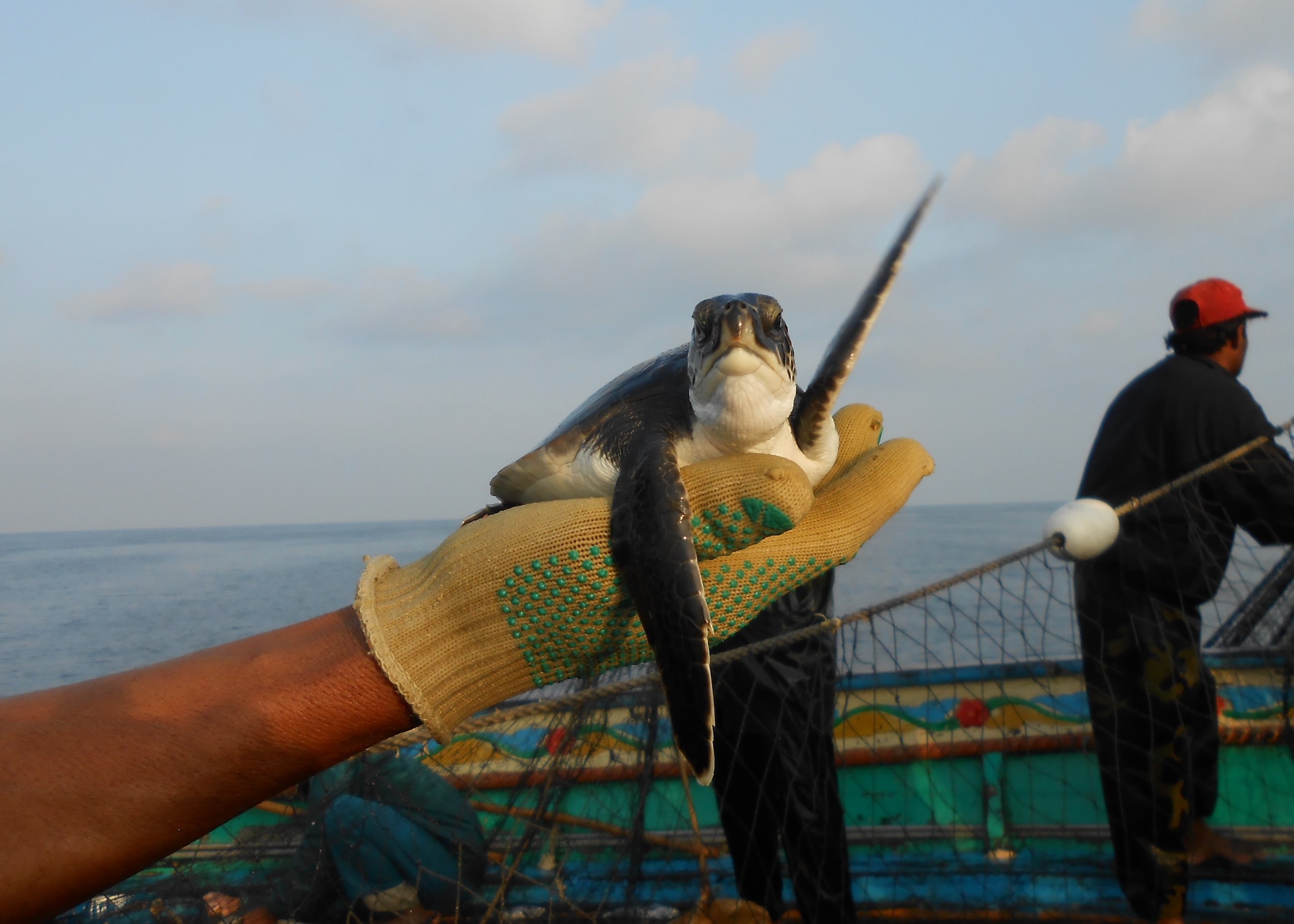 A baby green turtle in a gloved hand, on board fishing boat in Pakistani waters