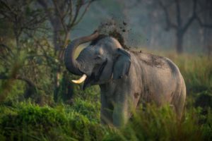 Indian elephant bull throwing dust over its head