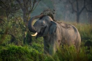 <p>A bull Asian elephant in Manas National Park India, which forms a transboundary ecosystem with the neighbouring Royal Manas National Park in Bhutan (Image: Alamy)</p>