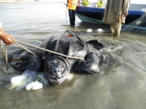 <p>A leatherback turtle is freed from fishing gear and released in Gwadar, on the Pakistan coast, under the supervision of WWF-Pakistan staff. The species is globally vulnerable to extinction. (Image: WWF-Pakistan)</p>