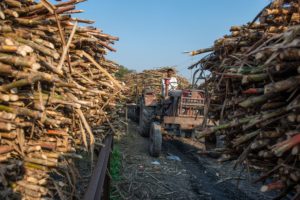 man in truck holding stacks of sugarcane