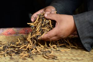 hands holding Ophiocordyceps on table
