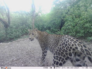 Pakistan leopards
