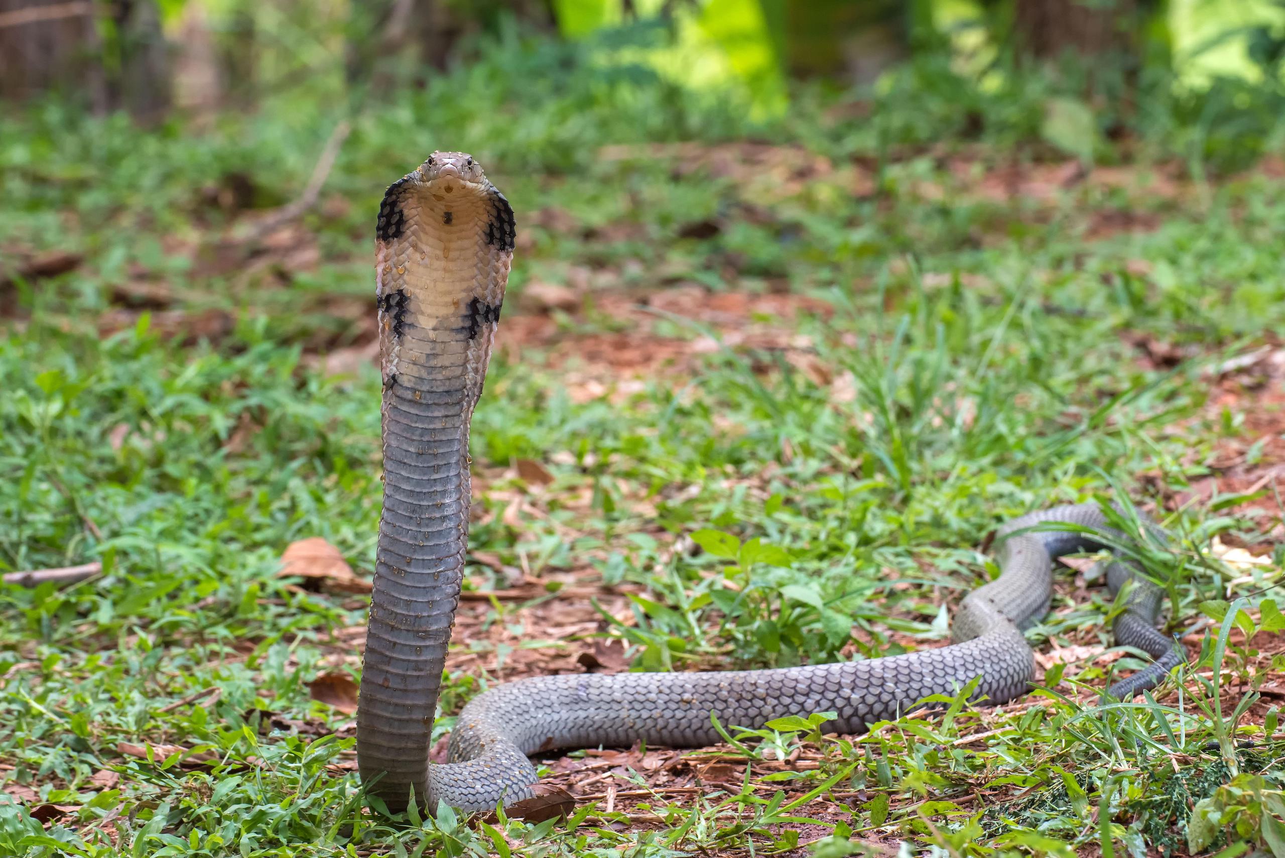 A king cobra in grass, Indonesia
