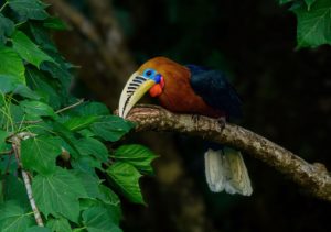 <p>रूफस-नेक्ड हॉर्नबिल यानी लाल गर्दन वाला धनेश कई संकटग्रस्त पक्षी प्रजातियों में से एक है। अरुणाचल प्रदेश में बांधों के निर्माण से इनके वास स्थल खतरे में पड़ सकते हैं। (फोटो: अलामी)</p>