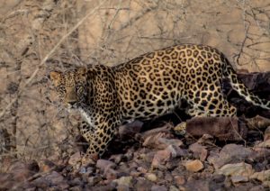 Asian leopard in Ranthambore National Park