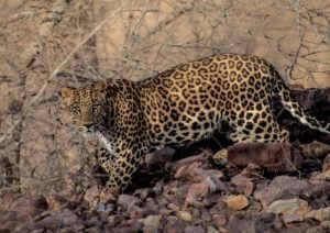<p>The leopard has disappeared from more than 83% of its range in Asia (Image: Roberto Nistri / Alamy)</p>