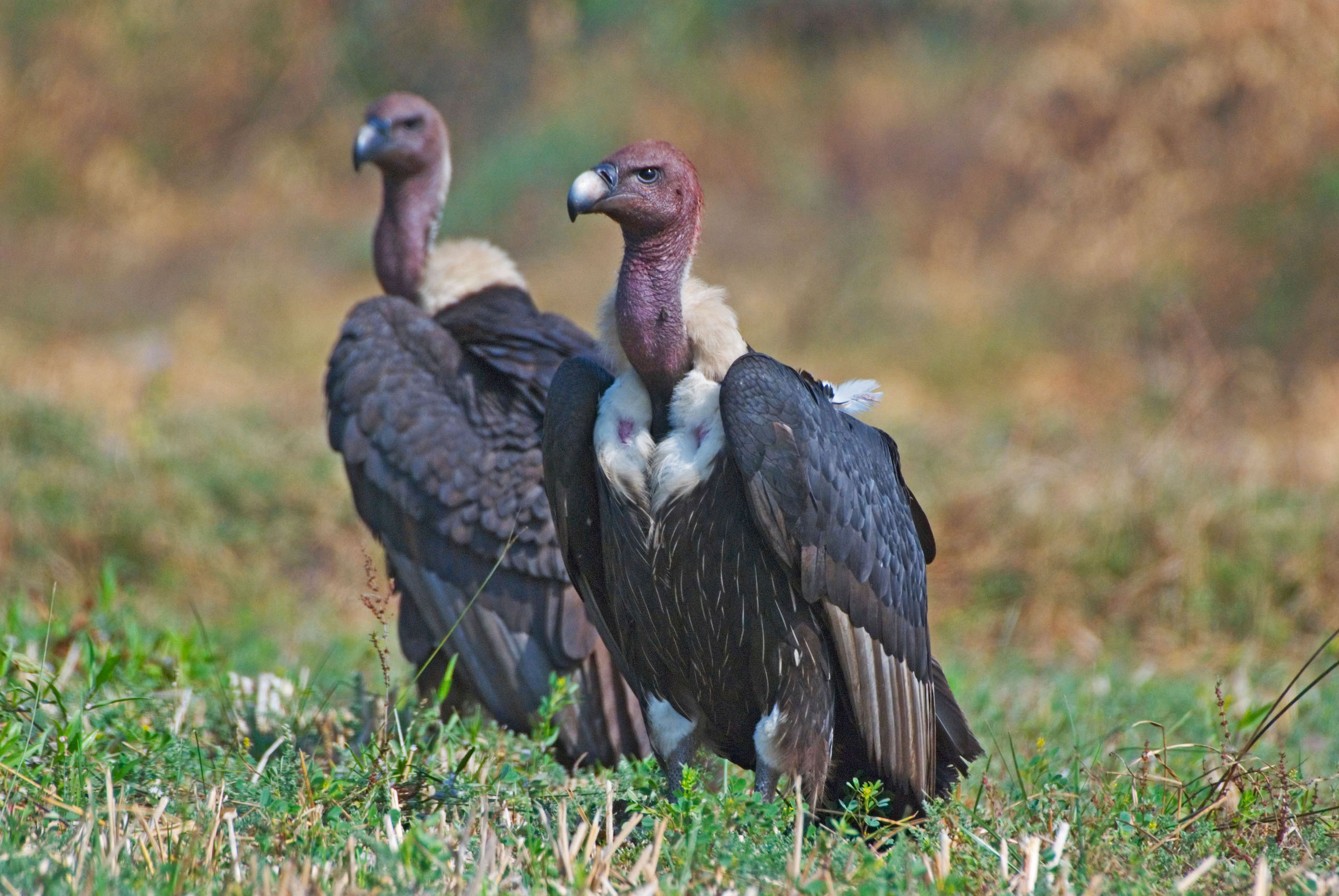 Two Indian White rumped vultures