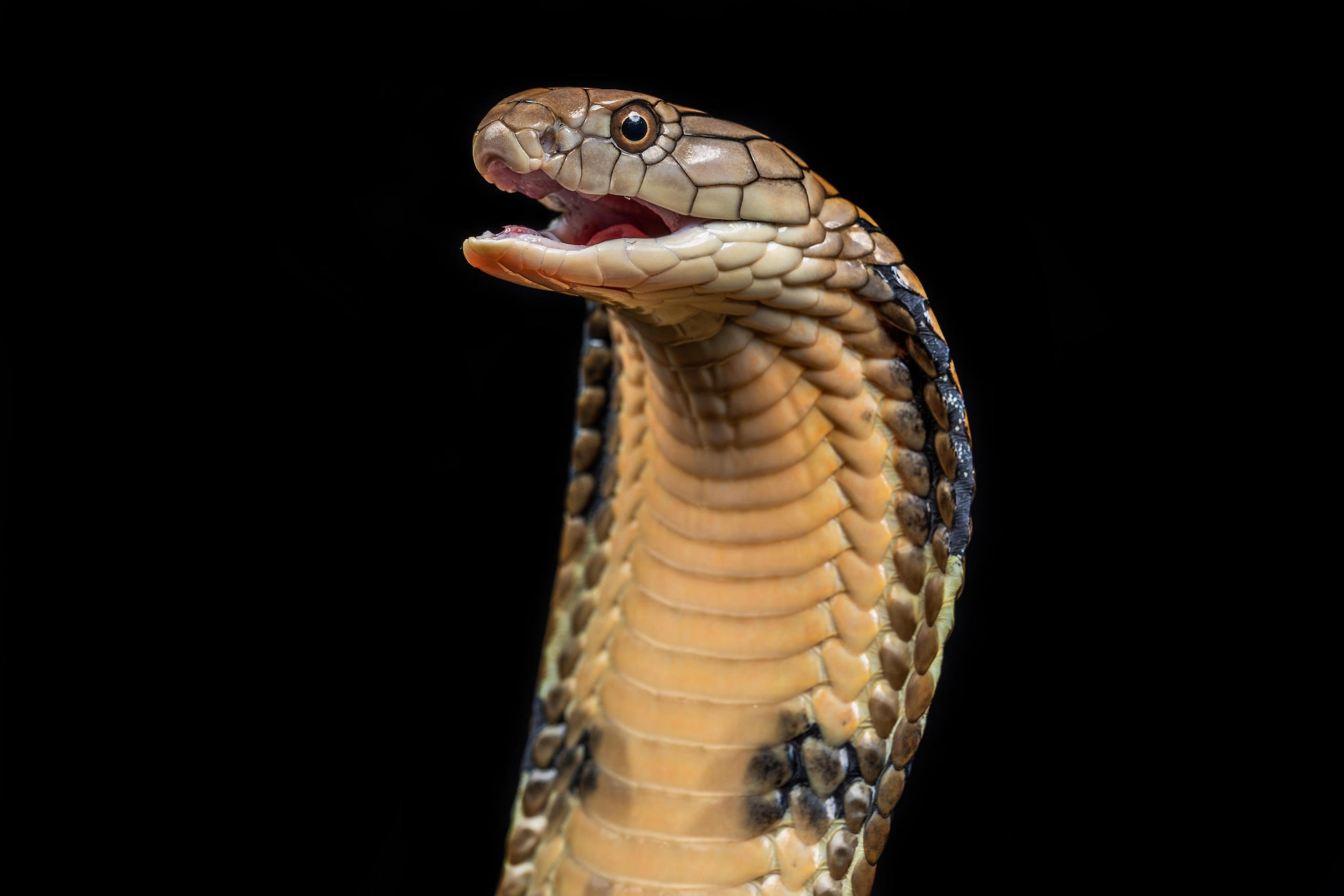 <p>In India, king cobras are often killed when they are encountered out of fear they will attack (Image: Alamy)</p>