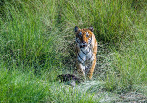 A tiger in Nepal’s Bardia National Park