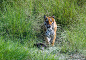 <p>नेपालमा पाइने तीन प्रमुख बाघ बासस्थान मध्ये एक बर्दिया राष्ट्रिय निकुञ्जमा देखिएको पाटेबाघ तस्वीरः (मार्क एण्डर्सन/अलामी)</p>