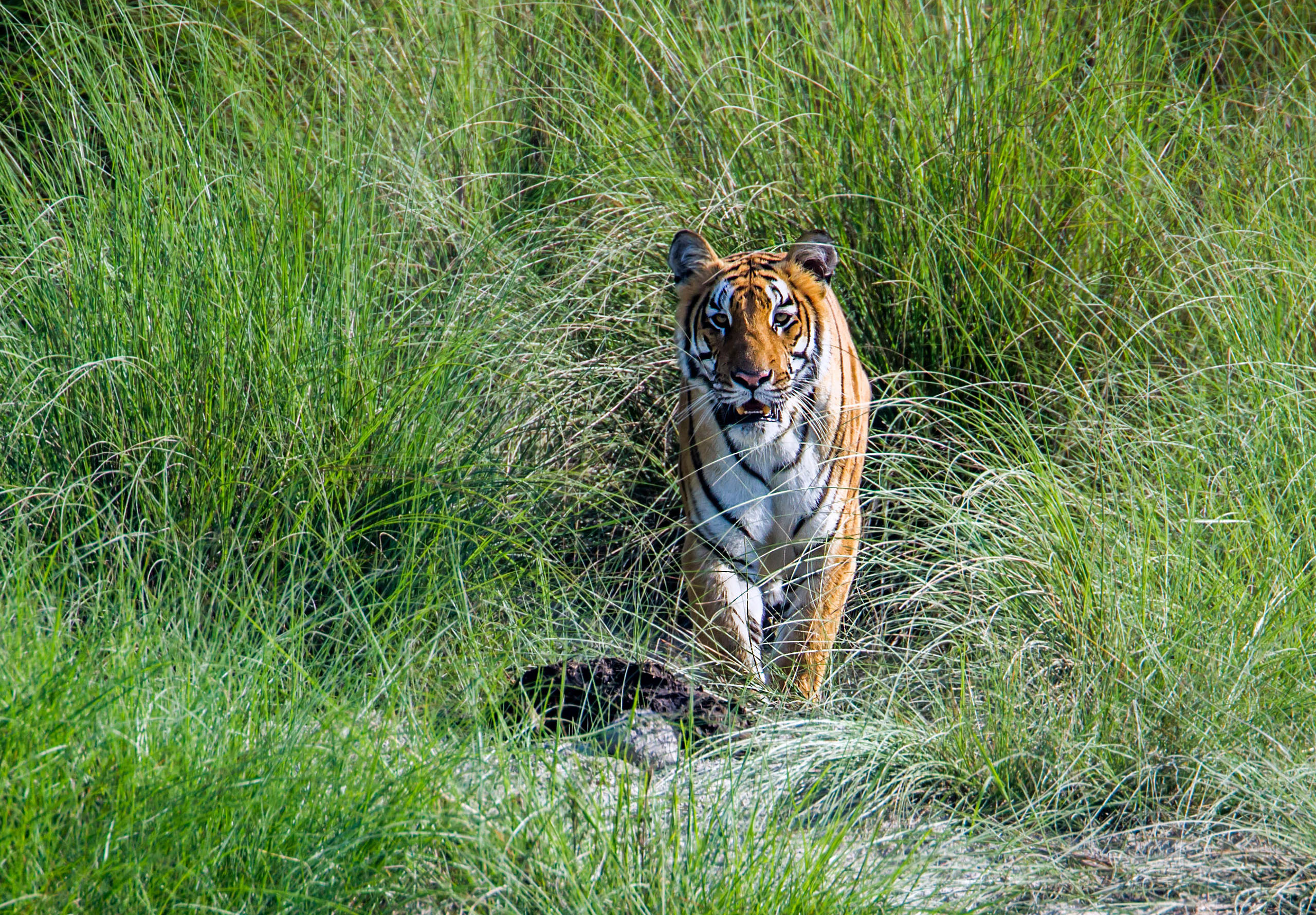 <p>A Bengal tiger in Nepal’s Bardia National Park, home to one of Nepal’s three distinct tiger populations (Image: Marc Anderson / Alamy)</p>