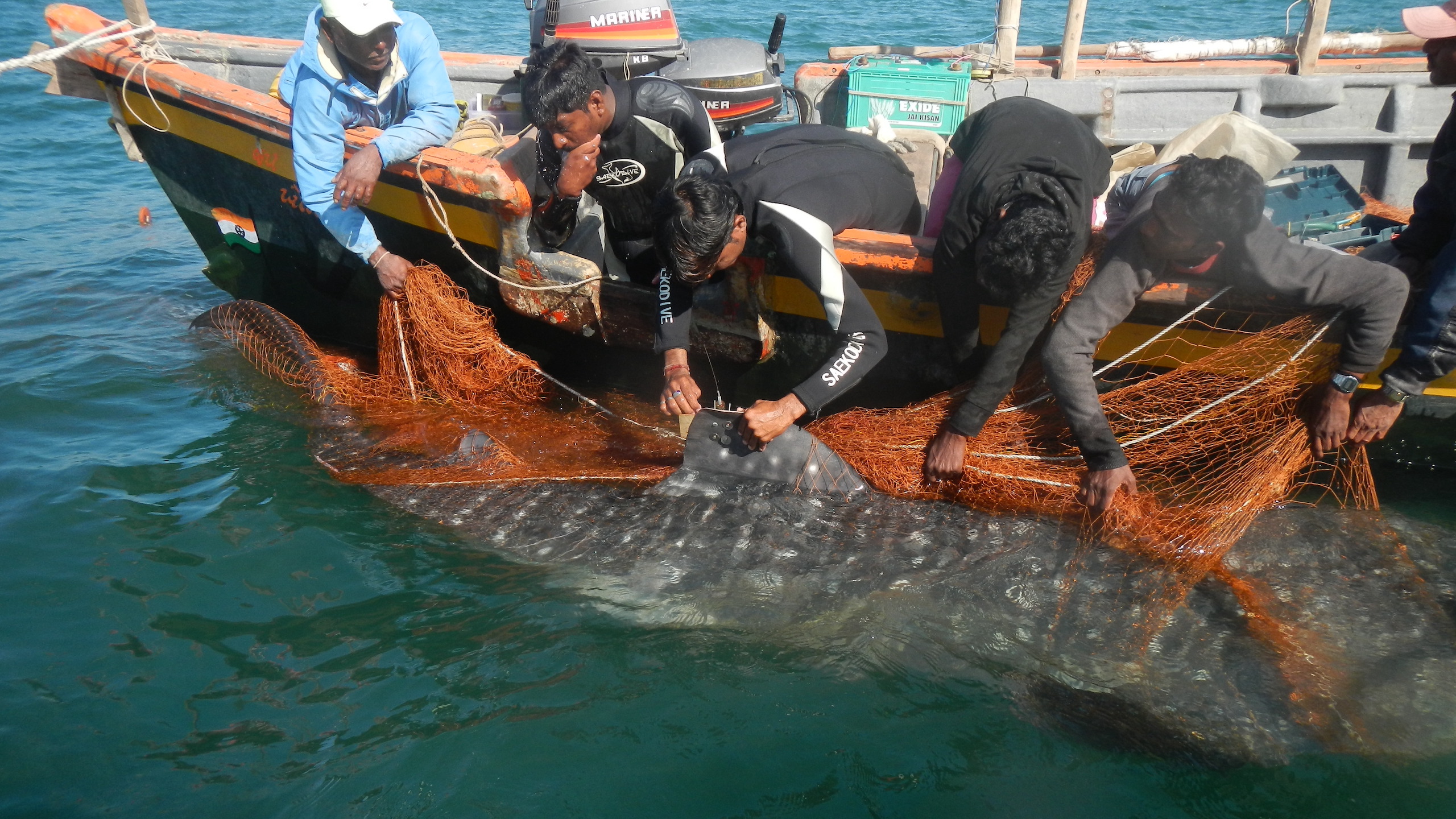 Five men lean off the side of a small boat, trying to remove orange netting from a whale shark in the water