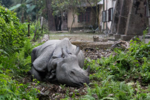 <p>A one-horned rhino in a village outside Nepal’s Chitwan National Park. When animals leave the park’s boundaries, they are more vulnerable to poaching, electrocution and collisions with vehicles. (Image: Oliver Förstner / Alamy )</p>
