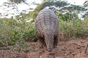 <p>An endangered Indian pangolin in Gujarat (Image: Vicky Chauhan / Alamy)</p>