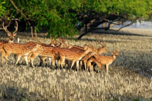 <p>Spotted deer in the Sundarbans, the largest mangrove forest in the world and a UNESCO World Heritage site, in Bangladesh (Image: Muhammad Mostafigur Rahman / Alamy)</p>