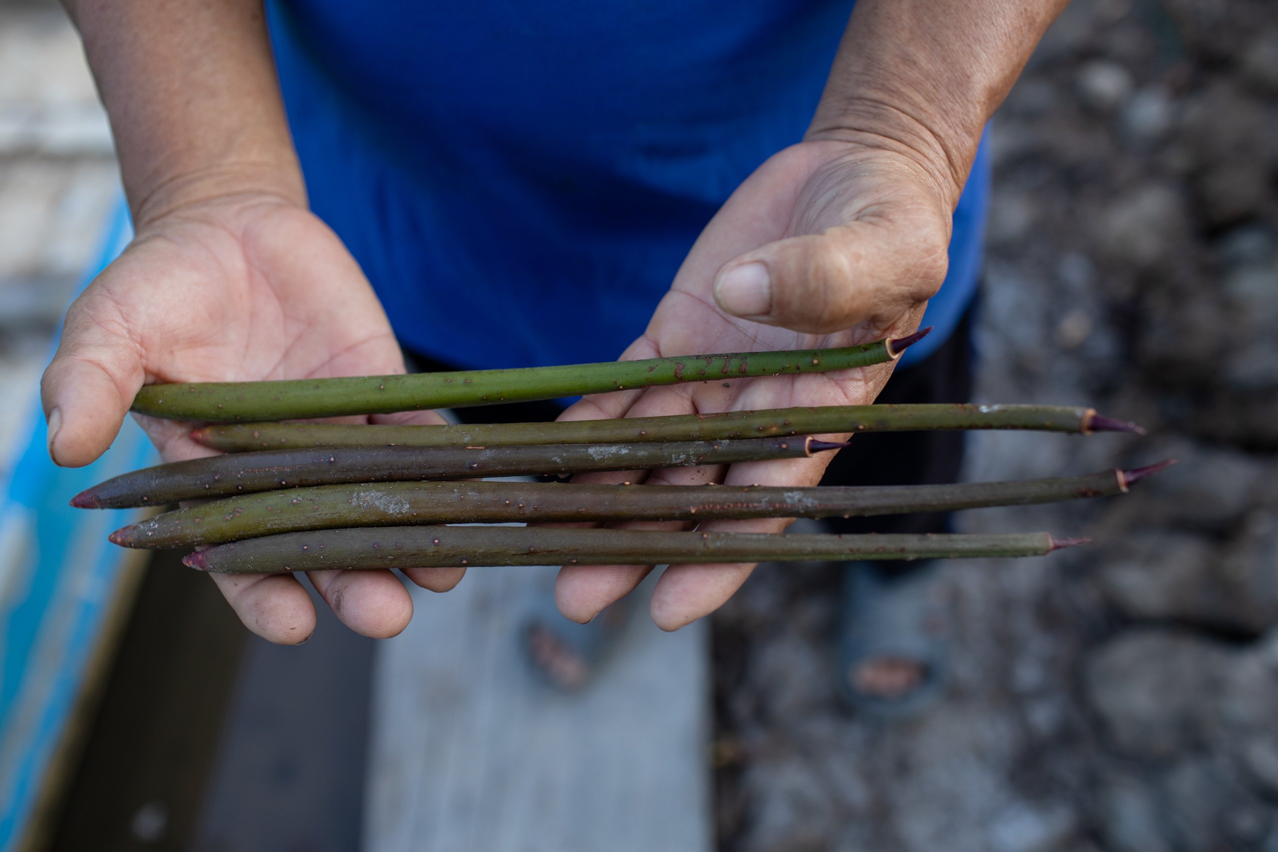 Arrow-shaped seedlings of the mangroves, which hang vertically to the ground. Once ripe, it dropped and speared the prospering mudflat below and grow a sapling. 