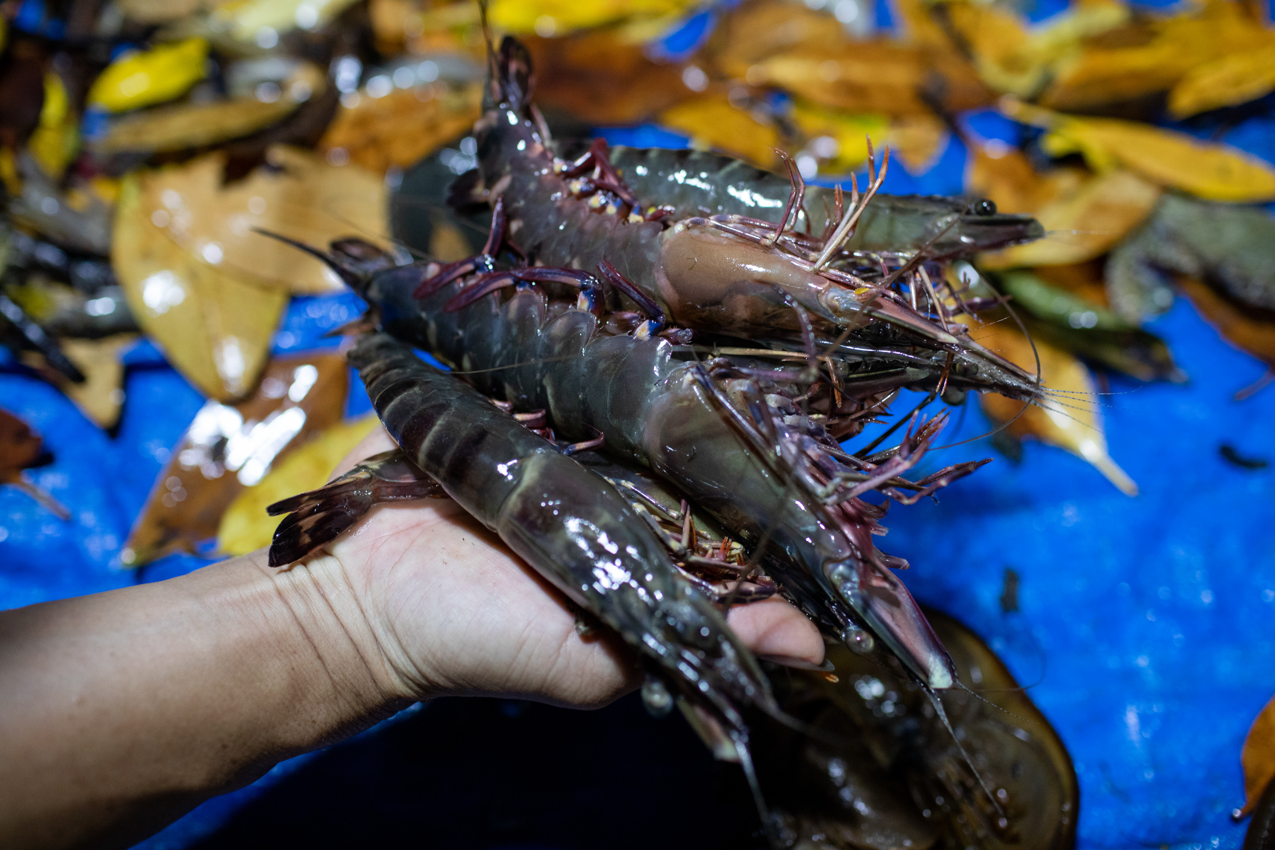Each of these black tiger shrimps weighed around 500gram, fed purely with natural food sources in the ponds.