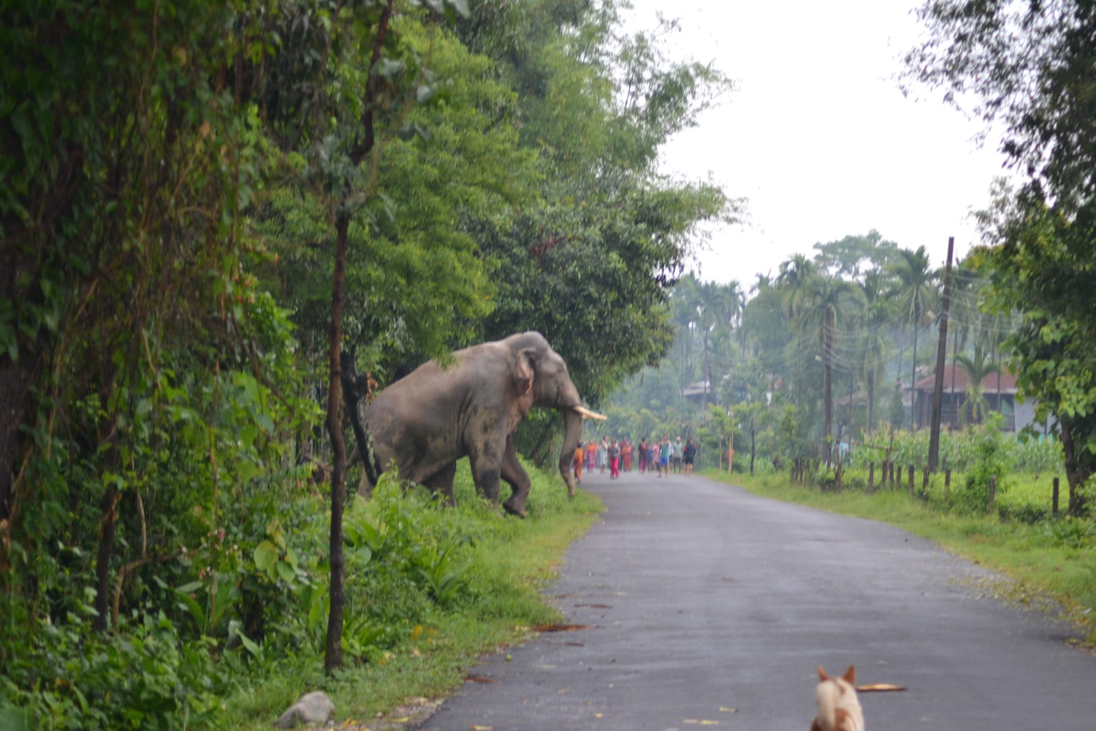 elephant on side of road