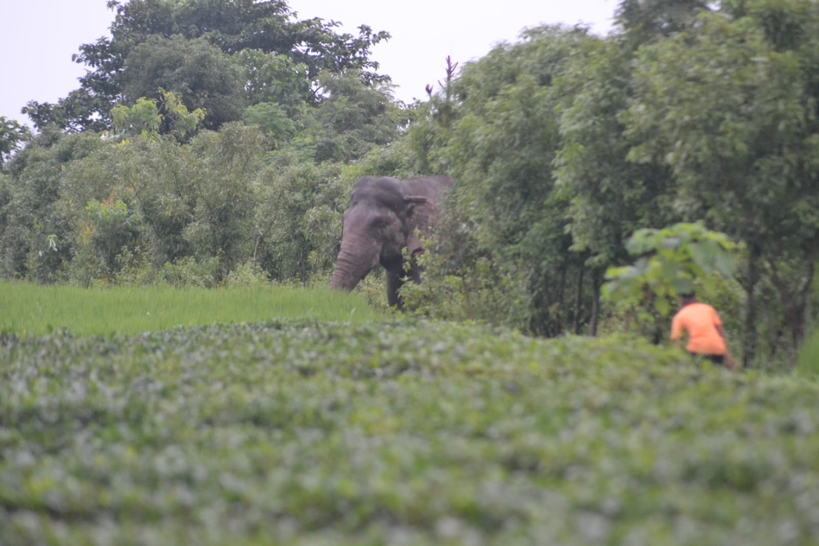 elephant peeking out of bush