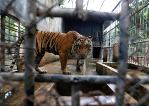 A tiger is seen in a cage at a wildlife protection centre in Ratchaburi province, Thailand