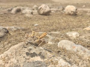 Two locusts on dry rock