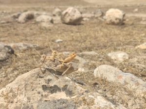 <p>Locusts in Pul-e-Khumri, the capital of northern Afghanistan’s Baghlan province on 20 May 2023 (Image: The Third Pole)</p>