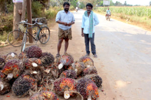 Harvested palm oil fruit at a pick-up point in Sriramapuram, Andhra Pradesh