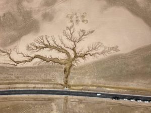 <p>The ‘Tree in the Sky’ along National Highway 317 in northern Tibet (Image: Yang Yong)</p>