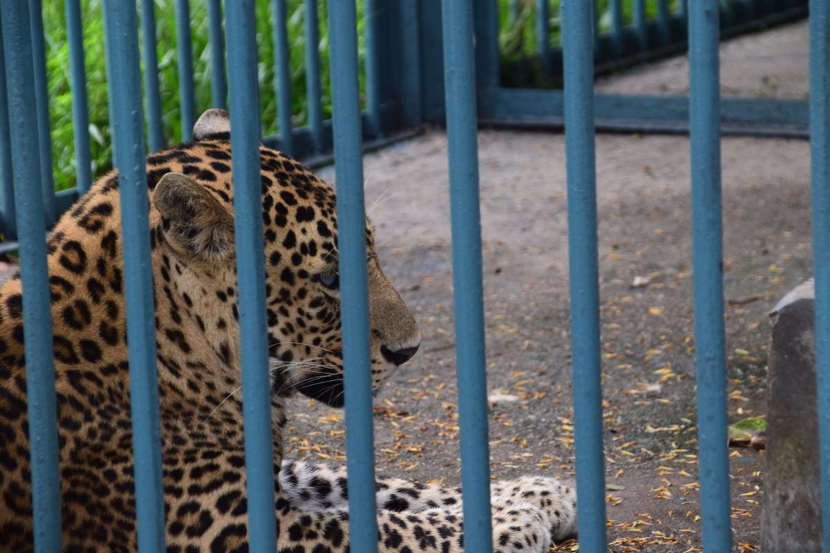 leopard seen through bars of cage