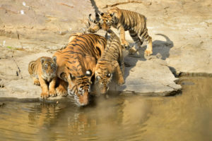 tigress with cubs drinking water from rocky pool