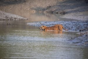 A tiger swimming in the river
