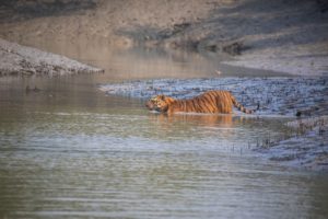 <p>A tiger in the Bangladesh Sundarbans in 2019. The Sundarbans mangrove ecosystem is home to the country&#8217;s only resident tiger population. (Image: Sushil Chikane / Alamy)</p>