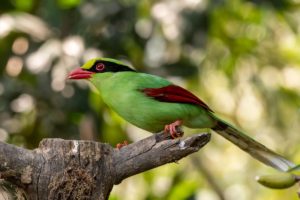 Green magpie perched on a branch, soft focus forest background