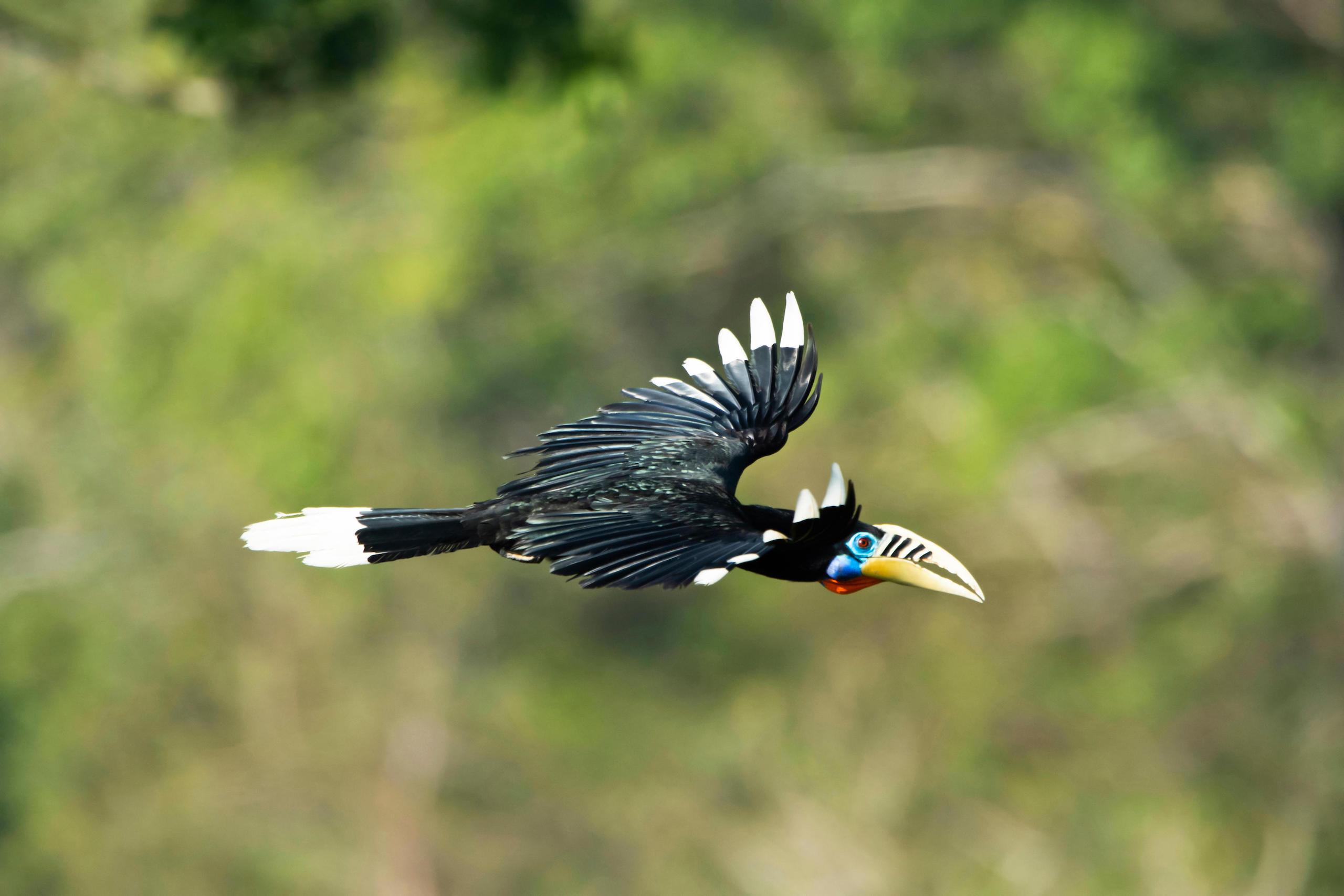 Rufous-necked hornbill, tropical bird flying against a soft focus forest background