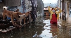 Three dogs watch a woman wading through floodwater, carrying a bundle on her head
