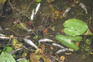 dead fish and lily pads float on the surface of a polluted lake