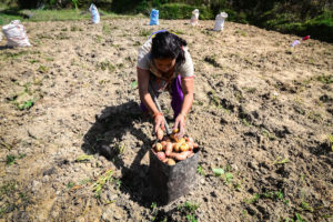 A woman farmer harvesting potato in a muddy field