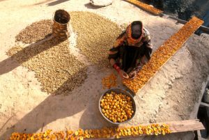 woman removing apricot pits and laying fruit out to dry on concrete roof