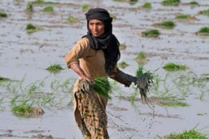 Woman holding bunches of rice plant